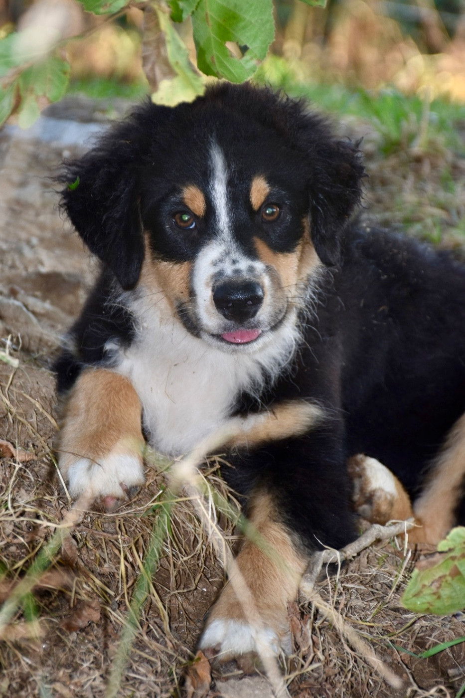 O Coeur Des Lacs - Chiots disponibles - Berger Américain Miniature 