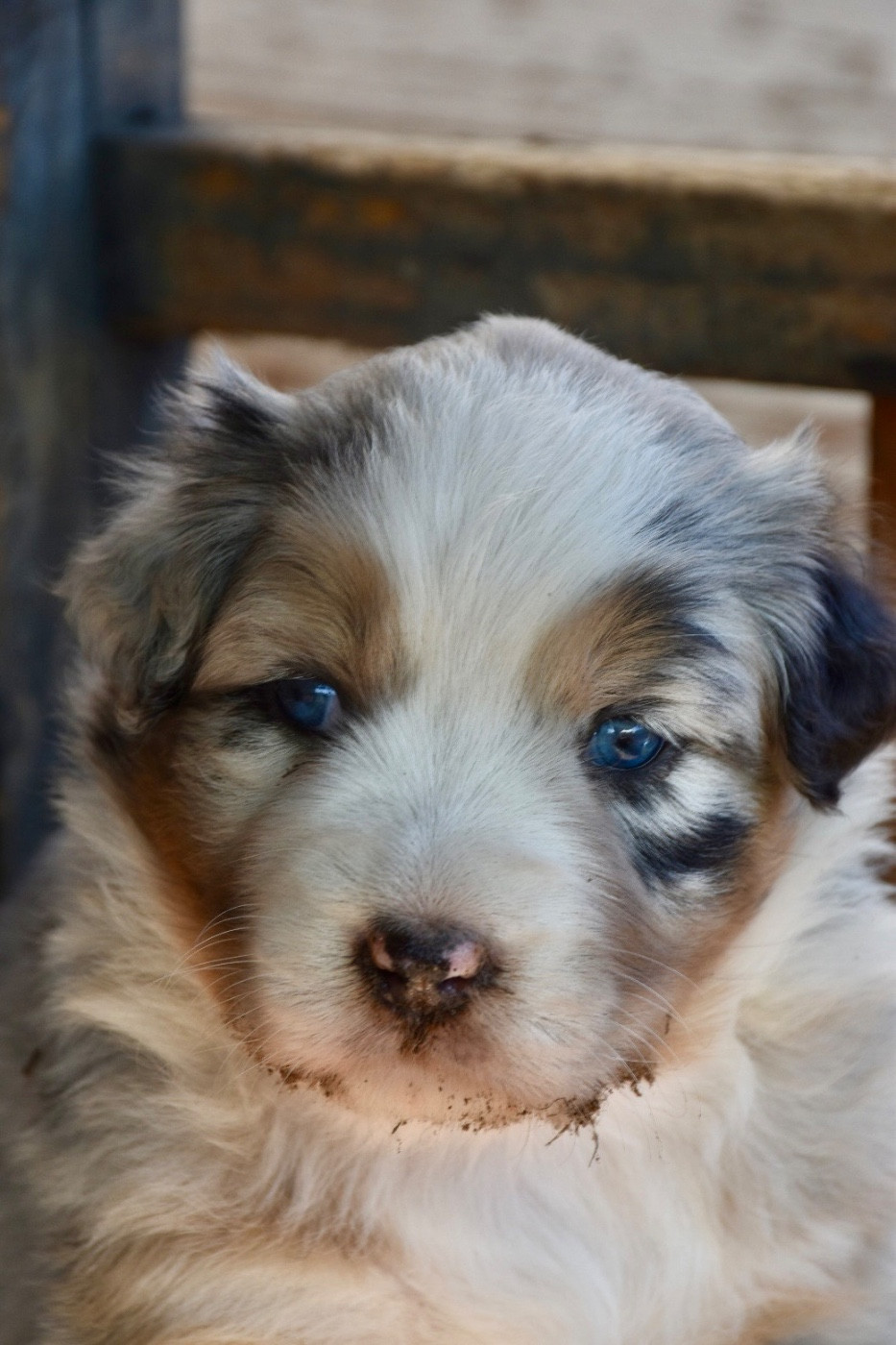 O Coeur Des Lacs - Chiots disponibles - Berger Australien