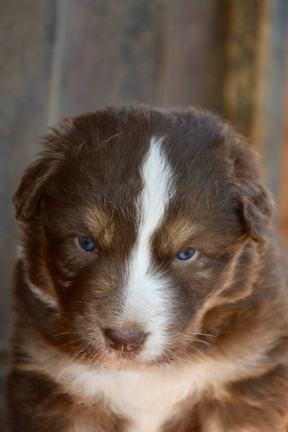 O Coeur Des Lacs - Chiots disponibles - Berger Australien