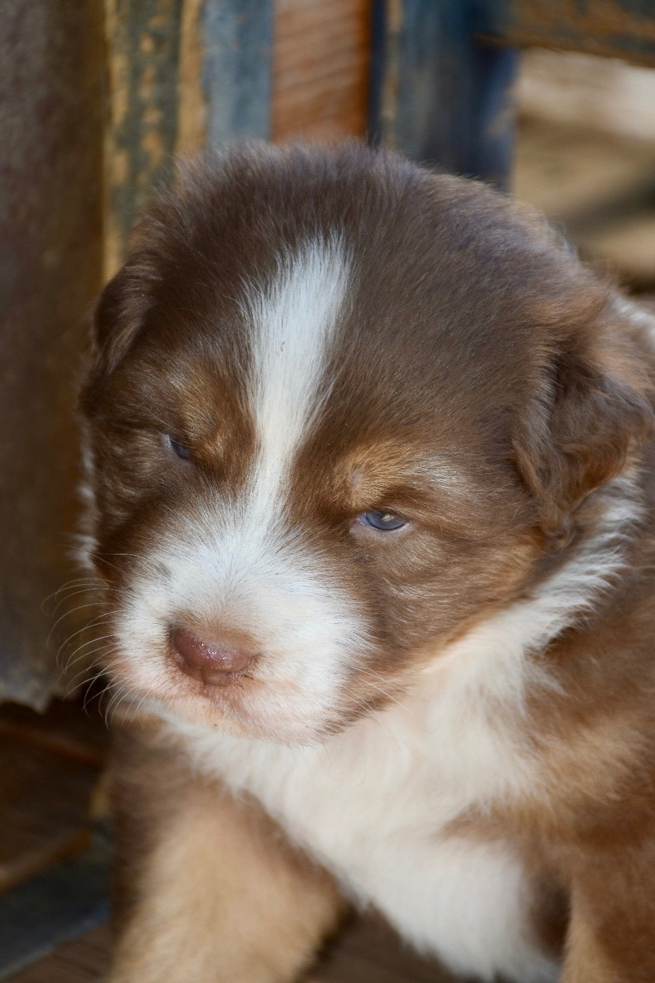 O Coeur Des Lacs - Chiots disponibles - Berger Australien