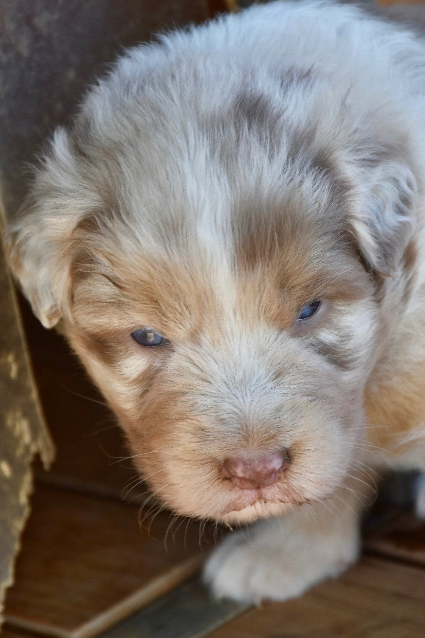 O Coeur Des Lacs - Chiots disponibles - Berger Australien