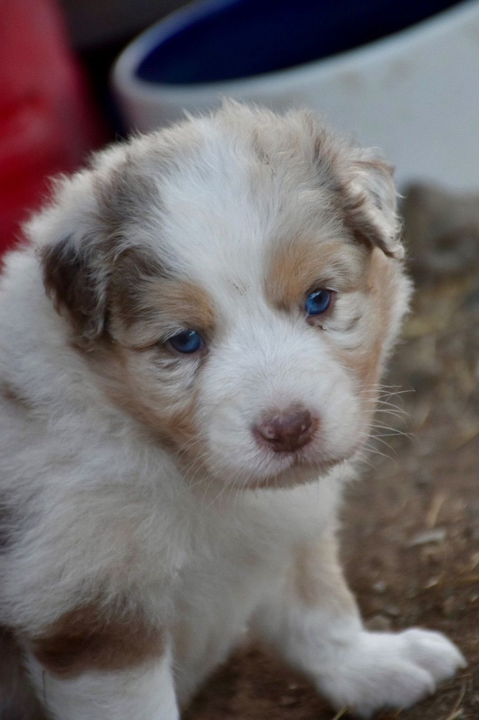 O Coeur Des Lacs - Chiots disponibles - Berger Australien