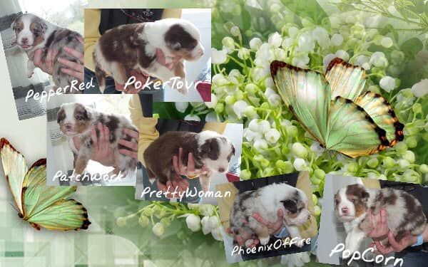 O Coeur Des Lacs - Berger Australien - Portée née le 05/04/2019