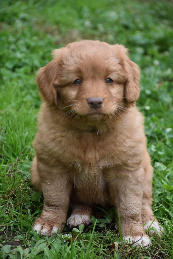 O Coeur Des Lacs - Retriever de la Nouvelle-Ecosse - Portée née le 03/09/2025