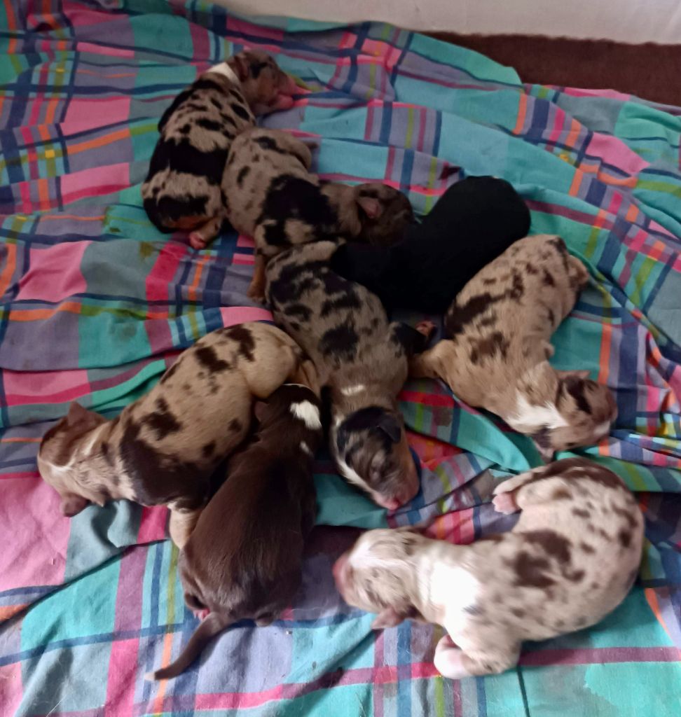 O Coeur Des Lacs - Berger Américain Miniature  - Portée née le 23/07/2022