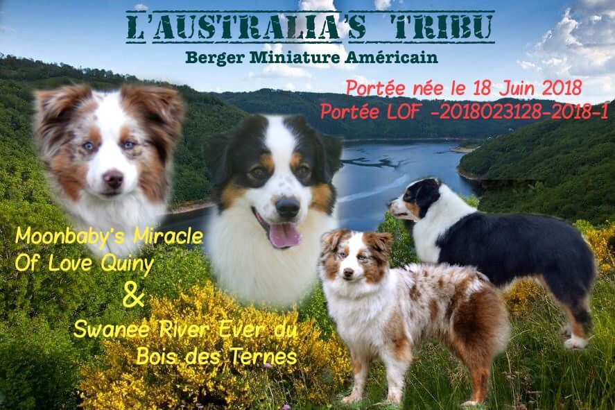 O Coeur Des Lacs - Berger Américain Miniature  - Portée née le 18/06/2018