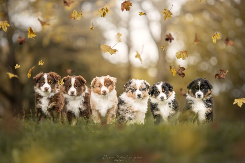O Coeur Des Lacs - Berger Américain Miniature  - Portée née le 21/08/2020