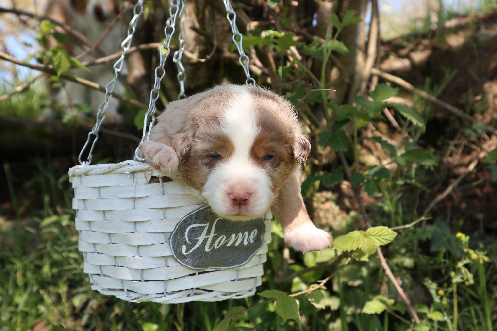 O Coeur Des Lacs - Berger Américain Miniature  - Portée née le 23/04/2024