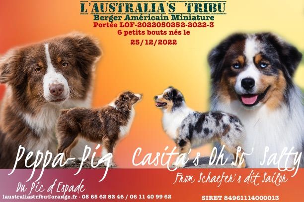 O Coeur Des Lacs - Berger Américain Miniature  - Portée née le 25/12/2022