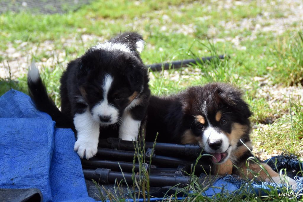 O Coeur Des Lacs - Berger Américain Miniature  - Portée née le 25/04/2024