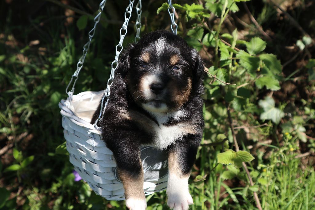 O Coeur Des Lacs - Berger Américain Miniature  - Portée née le 21/04/2024