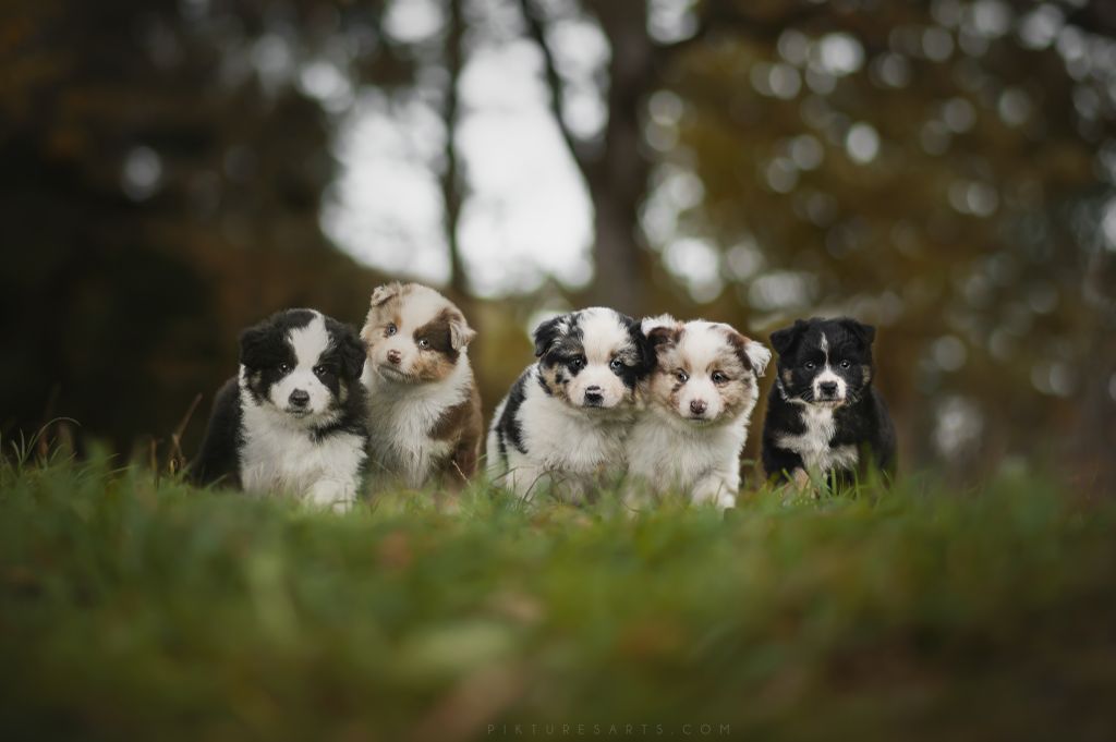 O Coeur Des Lacs - Berger Américain Miniature  - Portée née le 04/09/2020