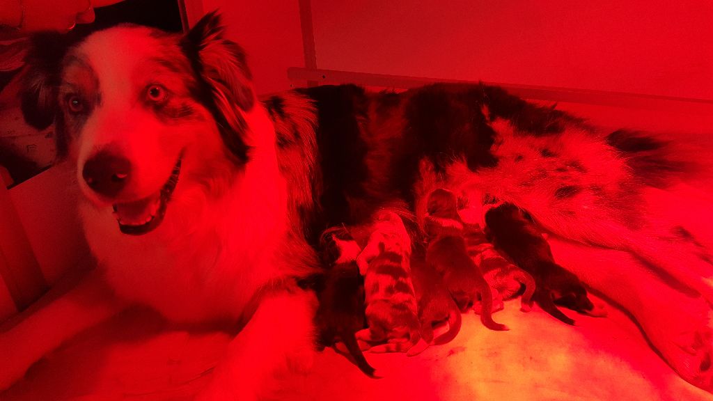 O Coeur Des Lacs - Berger Australien - Portée née le 01/03/2017