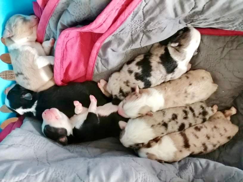 O Coeur Des Lacs - Berger Américain Miniature  - Portée née le 14/06/2021