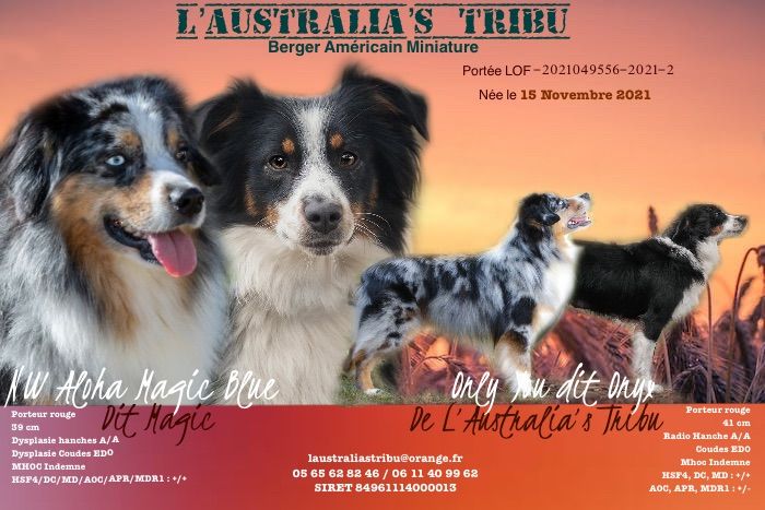 O Coeur Des Lacs - Berger Américain Miniature  - Portée née le 15/11/2021