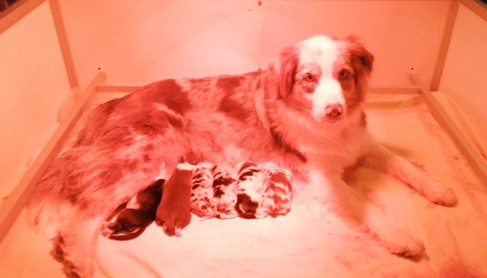 O Coeur Des Lacs - Berger Australien - Portée née le 25/03/2020