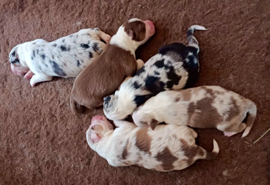 O Coeur Des Lacs - Berger Australien - Portée née le 23/07/2022