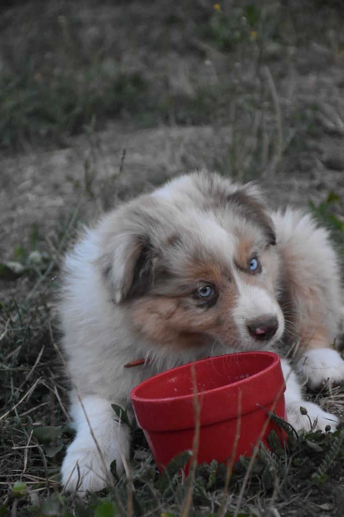 O Coeur Des Lacs - Berger Américain Miniature  - Portée née le 11/06/2025