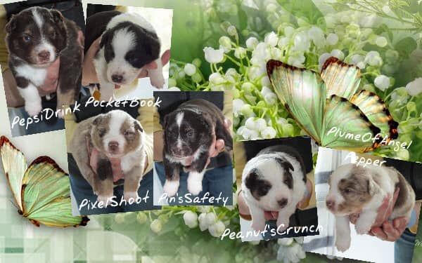 O Coeur Des Lacs - Berger Américain Miniature  - Portée née le 06/04/2019